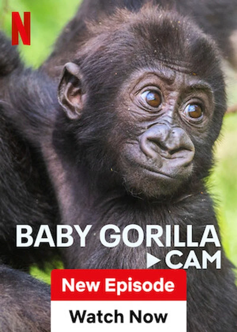 Poster van Baby Gorilla Cam