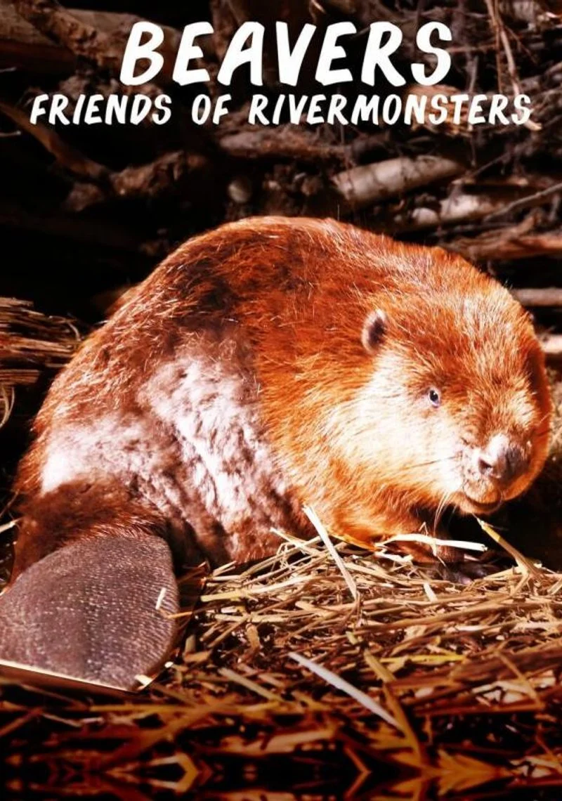 Poster van Beavers: friends or rivermonsters?