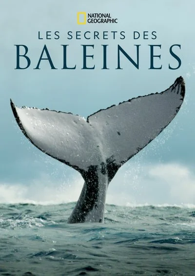 Affiche Les Secrets des Baleines