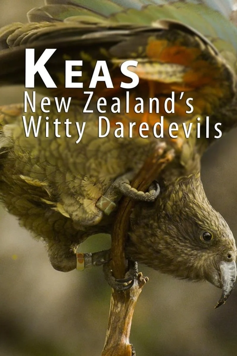 Affiche de Keas: New Zealand's Witty Daredevils