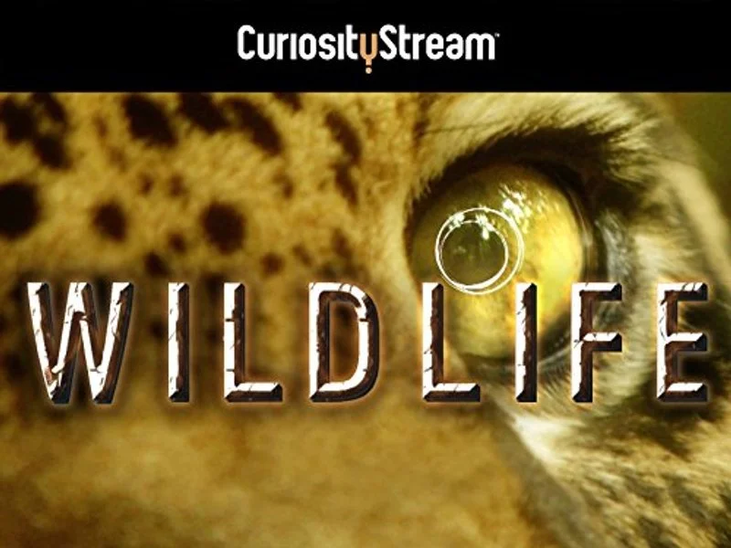 Affiche de Wildlife