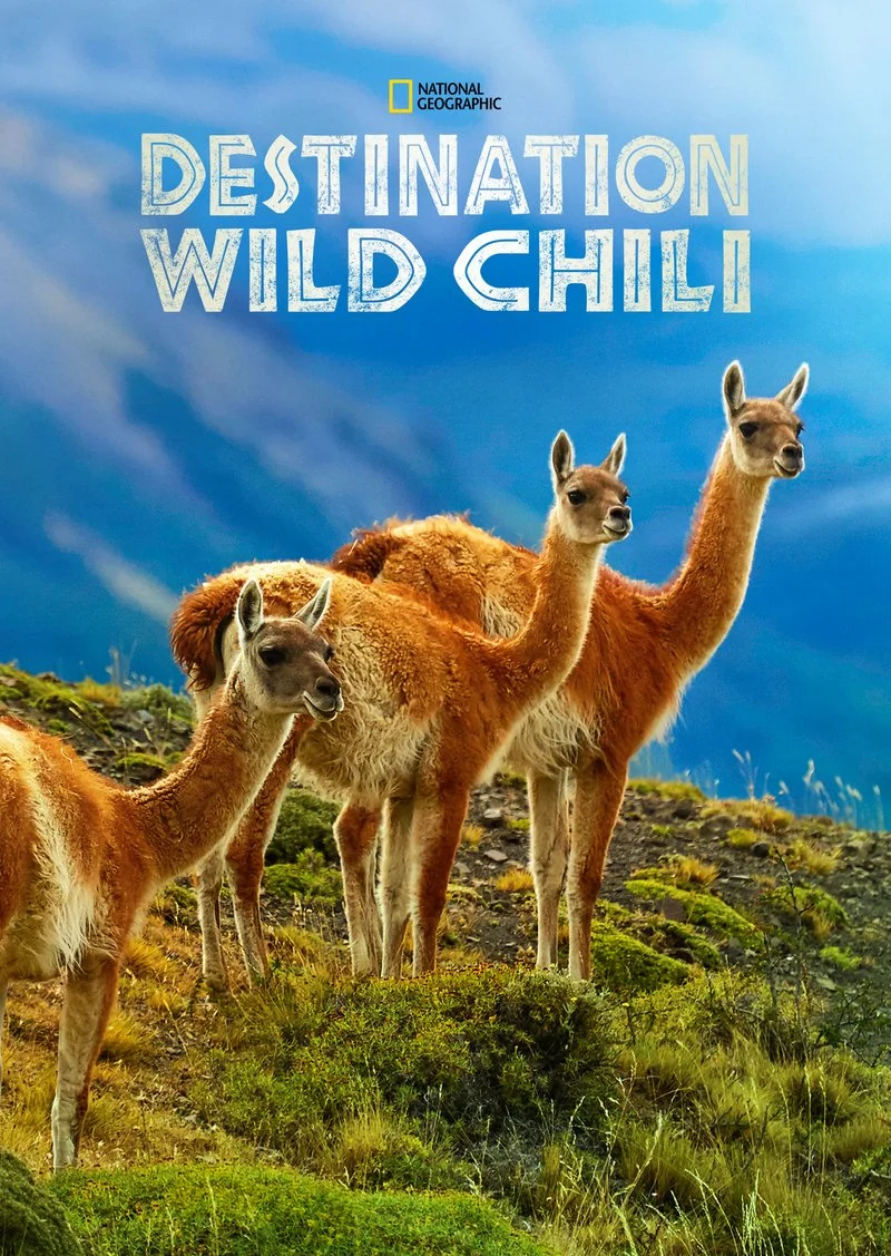 Affiche de Destination Wild Chili