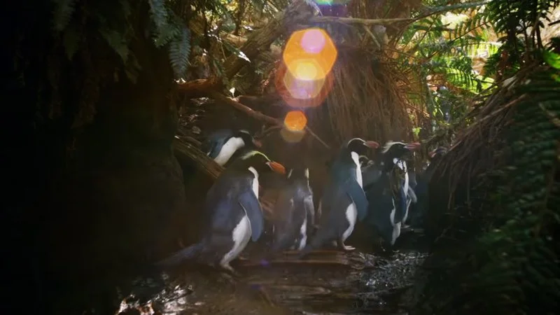 Poster van Penguins: Meet the Family