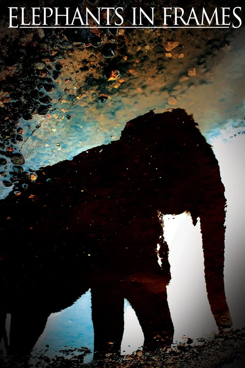 Affiche de Elephants in Frames