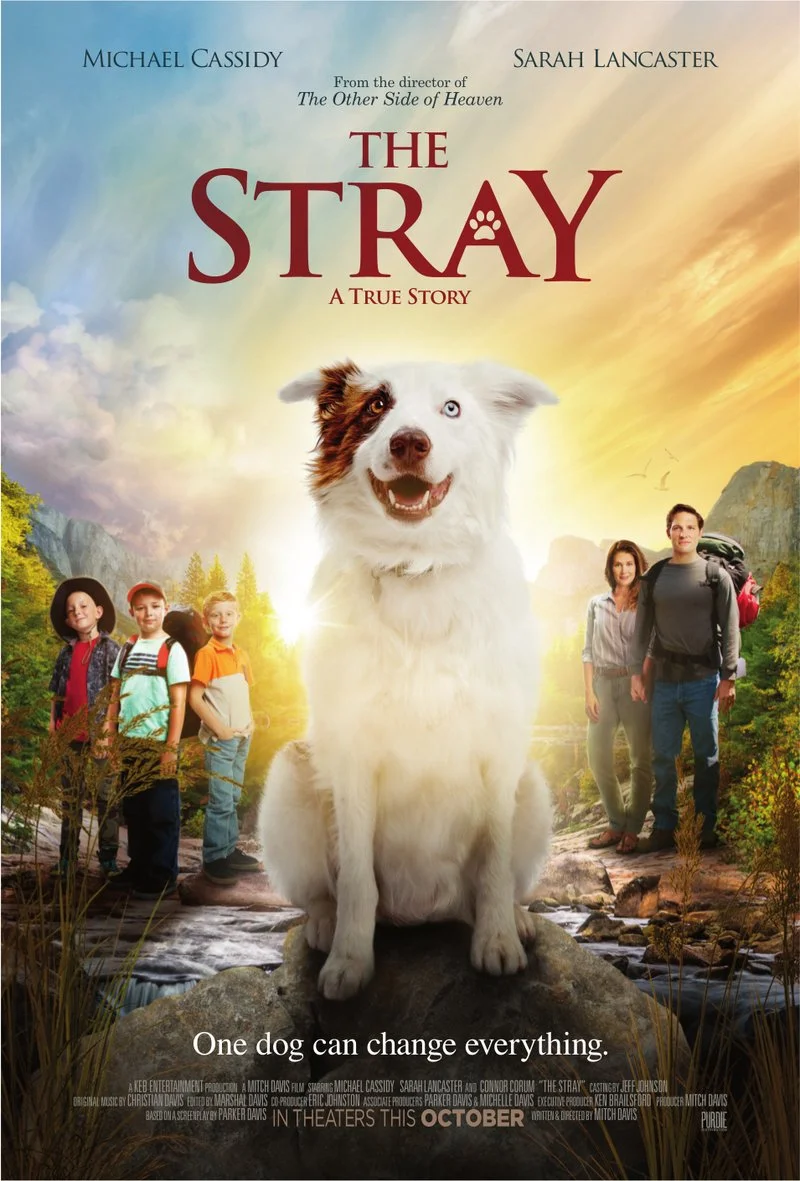 Poster van The Stray