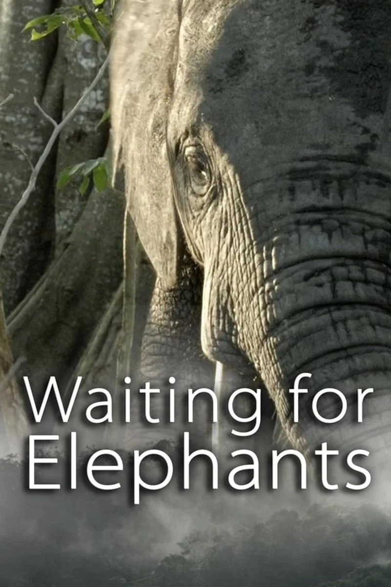 Affiche de Waiting for Elephants