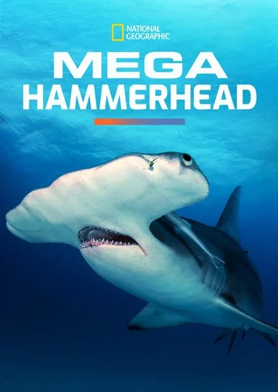 Poster Mega Hammerhead