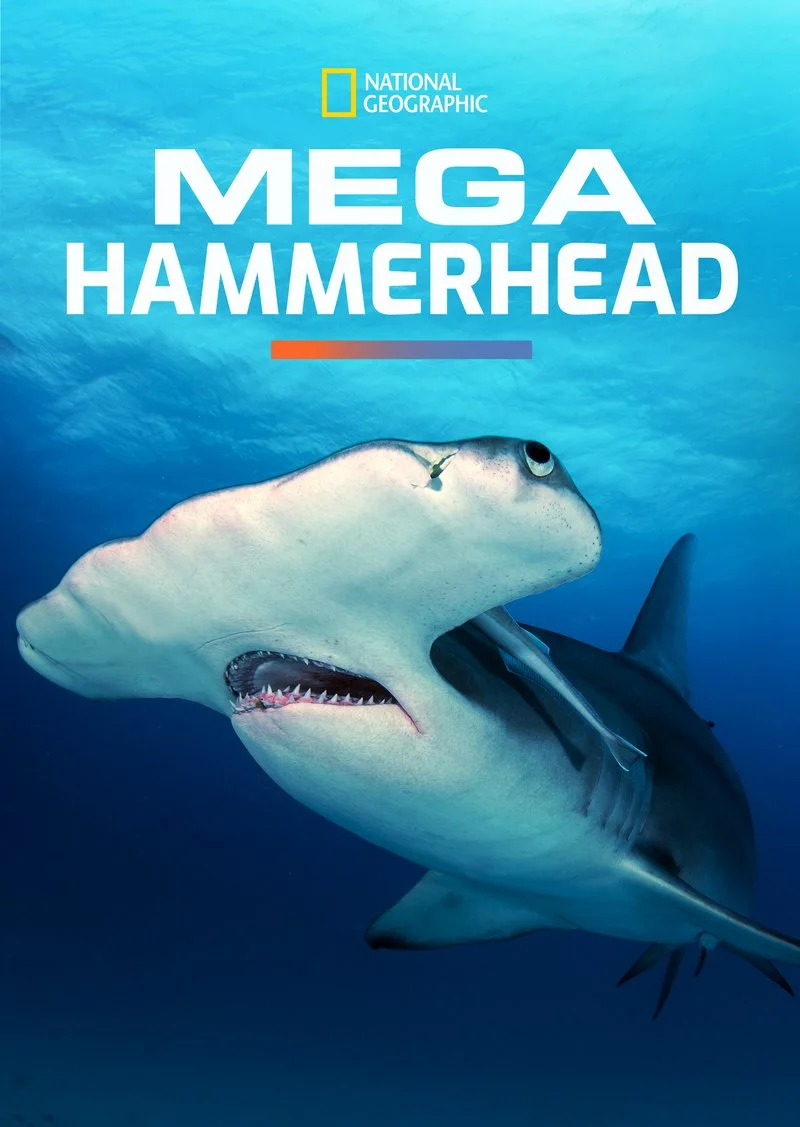 Poster van Mega Hammerhead