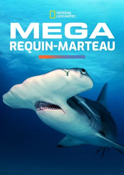 Affiche Mega requin-marteau