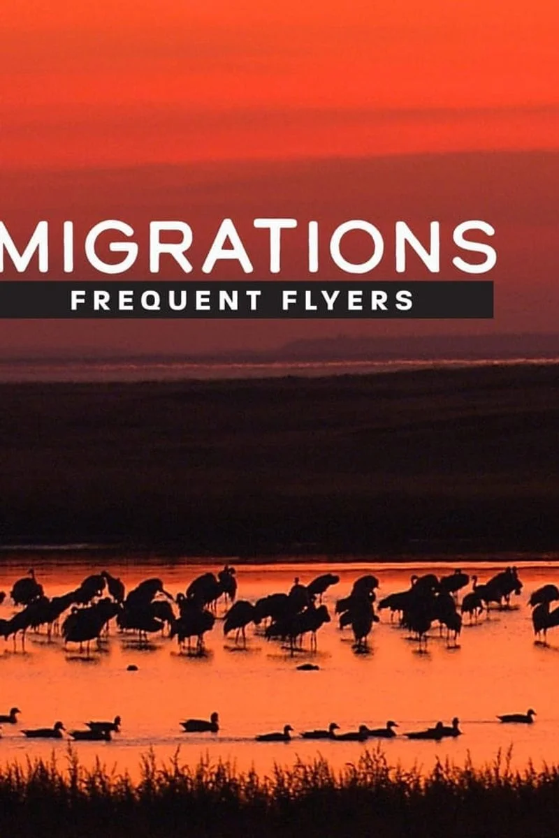 Affiche de Migrations: Frequent Flyers
