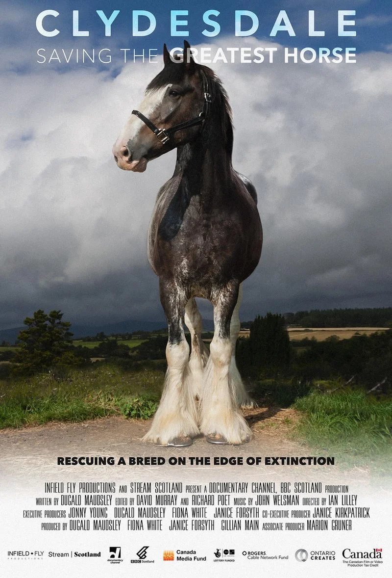Affiche de Clydesdale: Saving The Greatest Horse