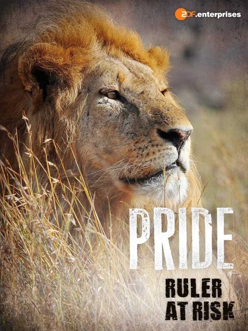 Affiche de La Vie privée des lions