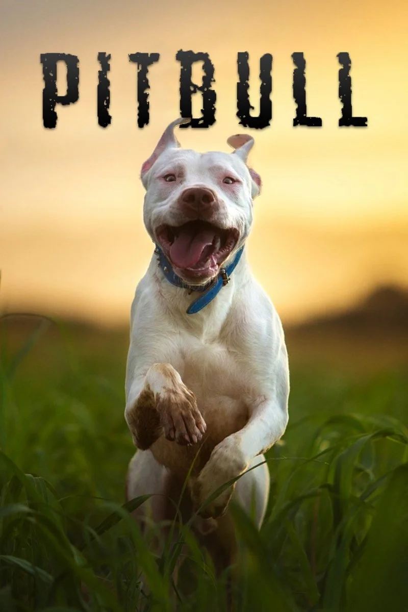 Poster van Pitbull