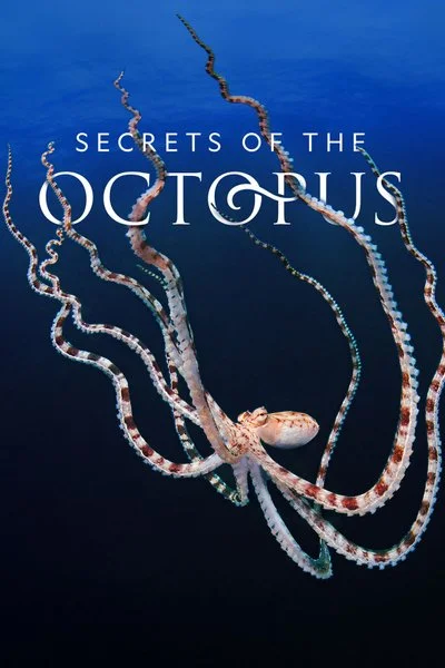 Poster Secrets of the Octopus