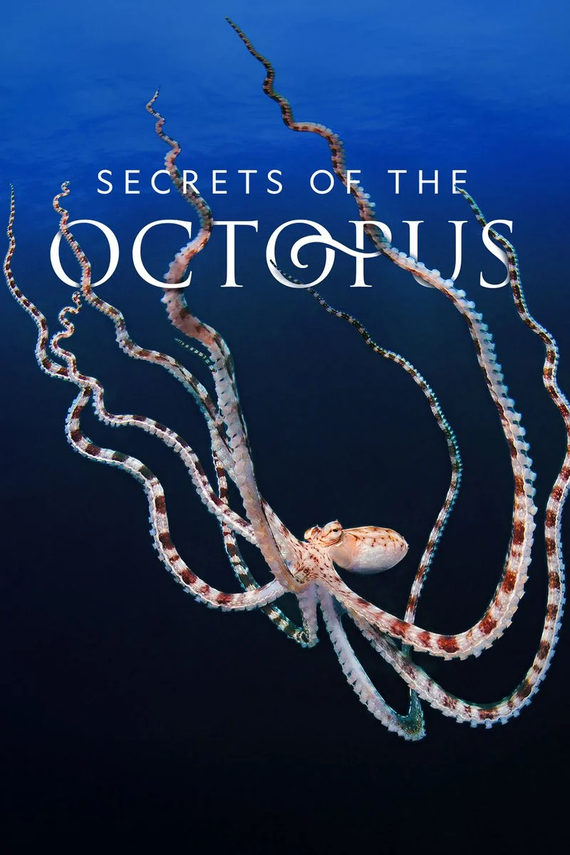 Poster van Secrets of the Octopus