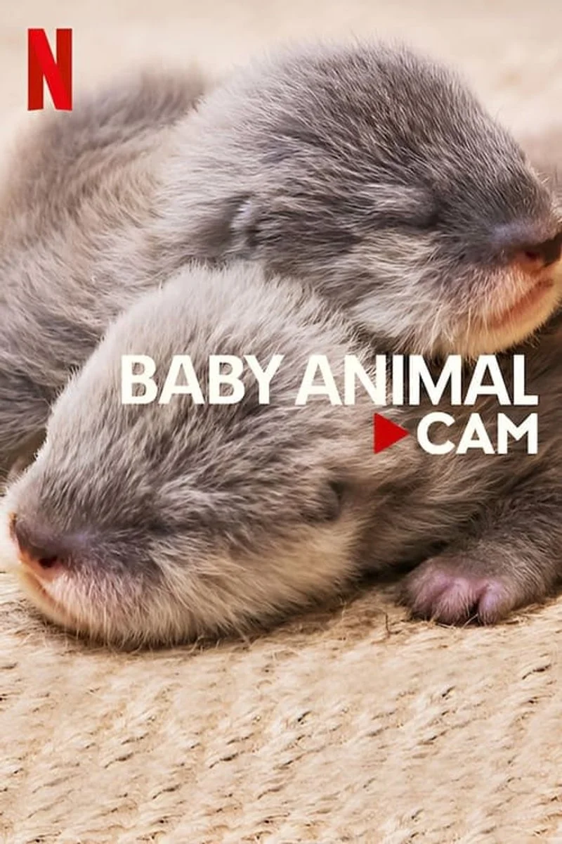 Affiche de Baby Animal Cam