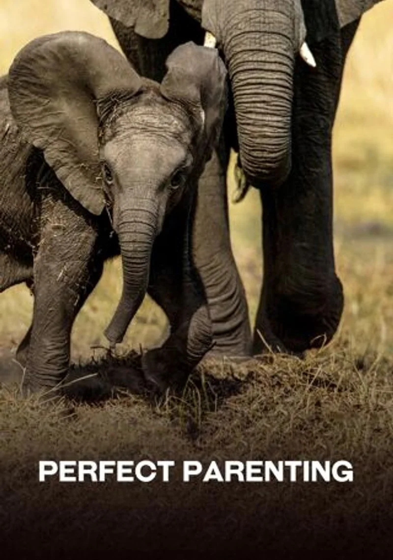 Poster van Perfect parenting
