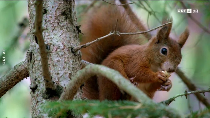 Affiche de Secrets of Squirrels