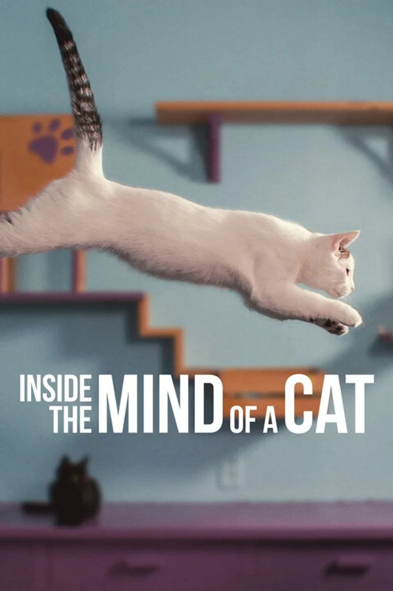 Affiche de Notre langue aux chats