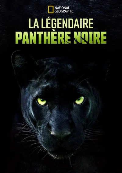 Affiche La légendaire panthère noire