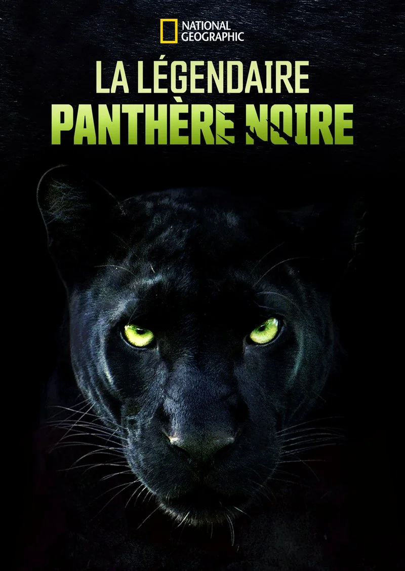Affiche de La légendaire panthère noire