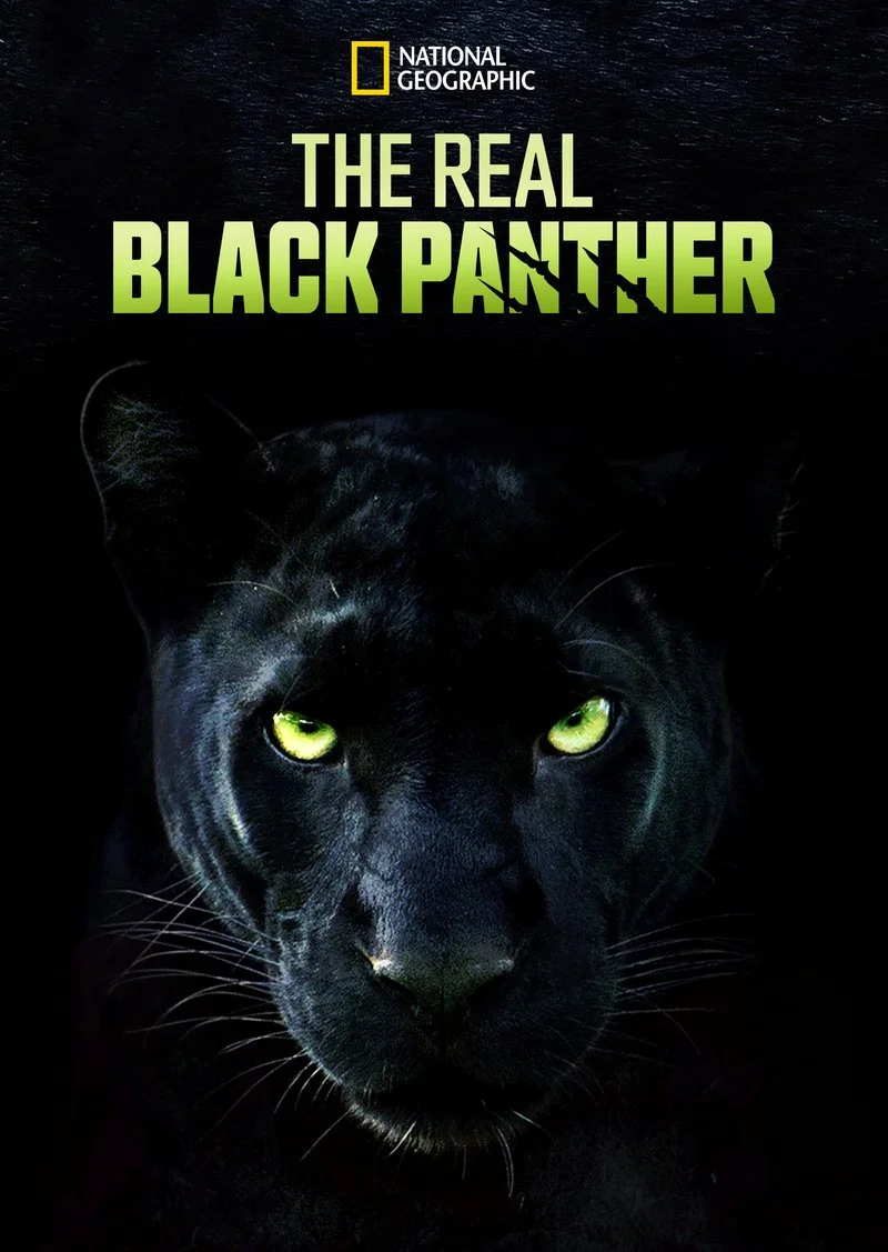 Poster van The Real Black Panther
