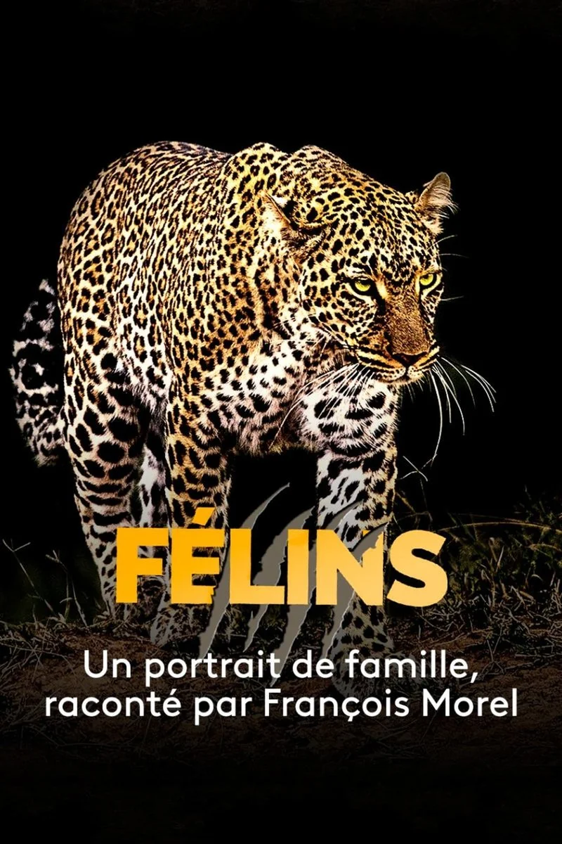 Poster van Big Cats