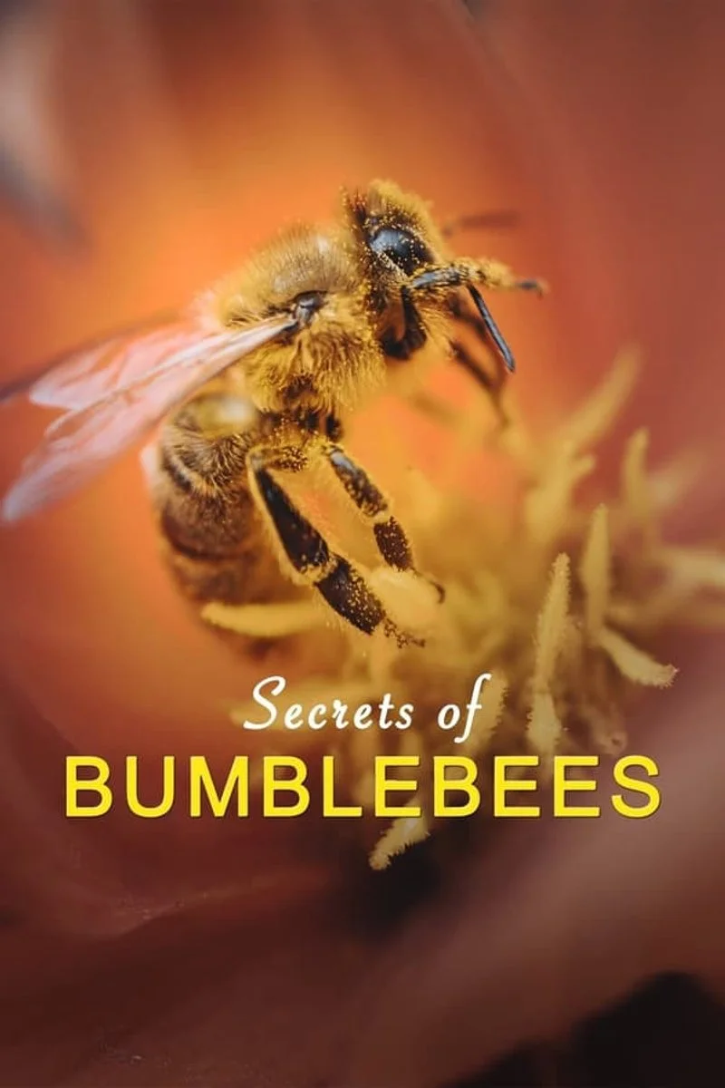 Poster van Secrets of Bumblebees