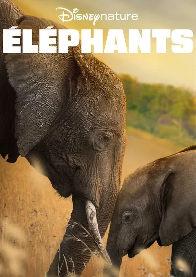 Affiche Éléphants