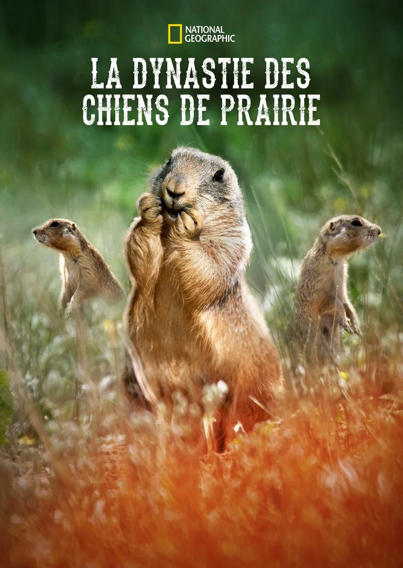 Affiche de La dynastie des chiens de prairie