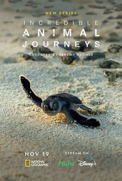 Affiche Incredible Animal Journeys