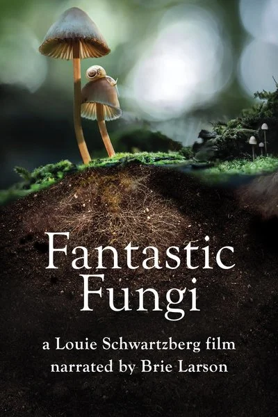 Affiche Fantastic Fungi