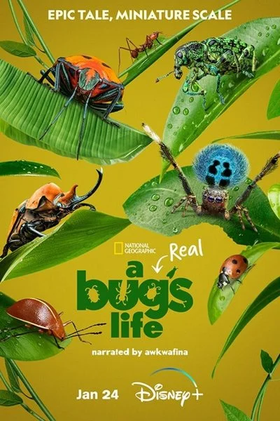 Poster A Real Bugs Life
