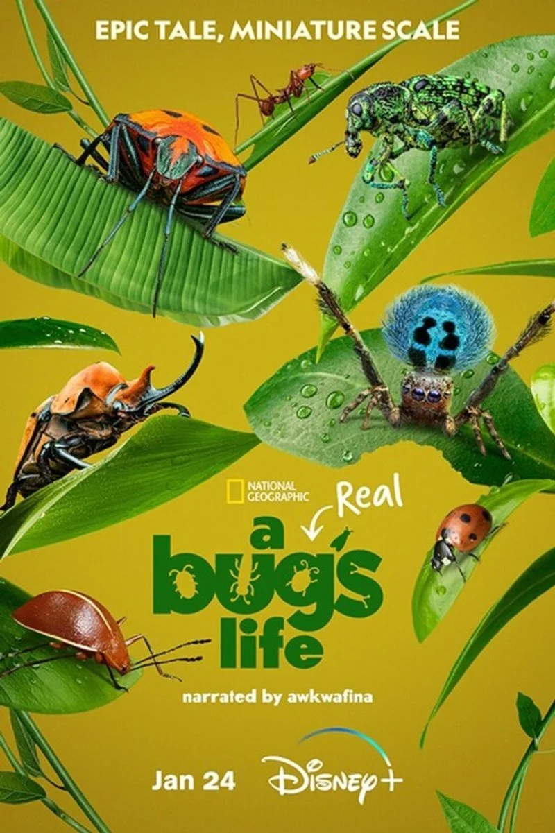 Affiche de A Real Bugs Life