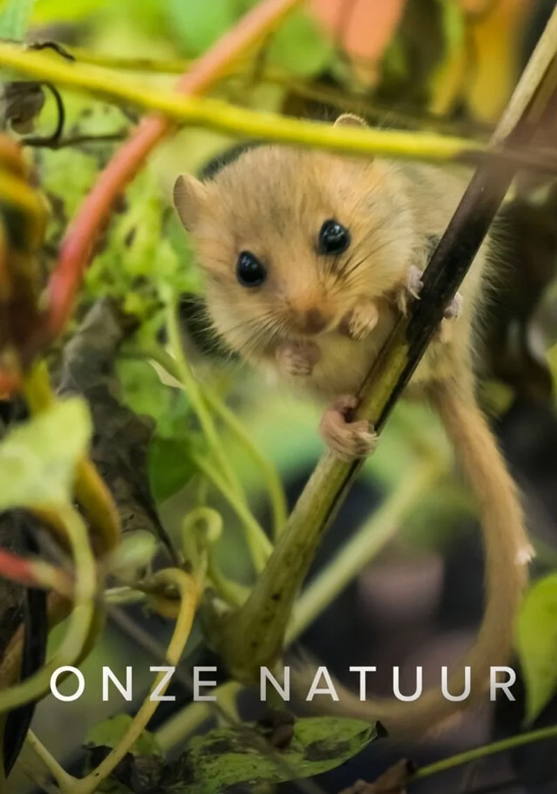 Poster van Onze Natuur Ketnet