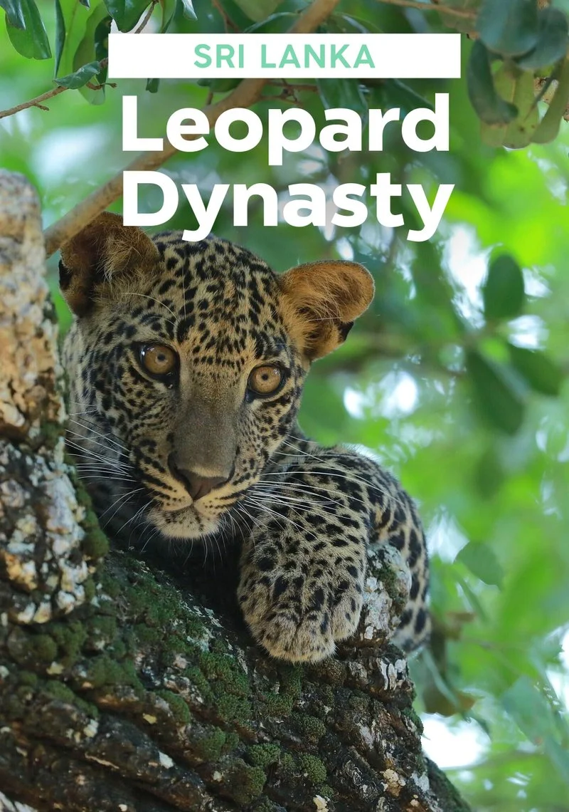 Poster van Sri Lanka: Leopard Dynasty