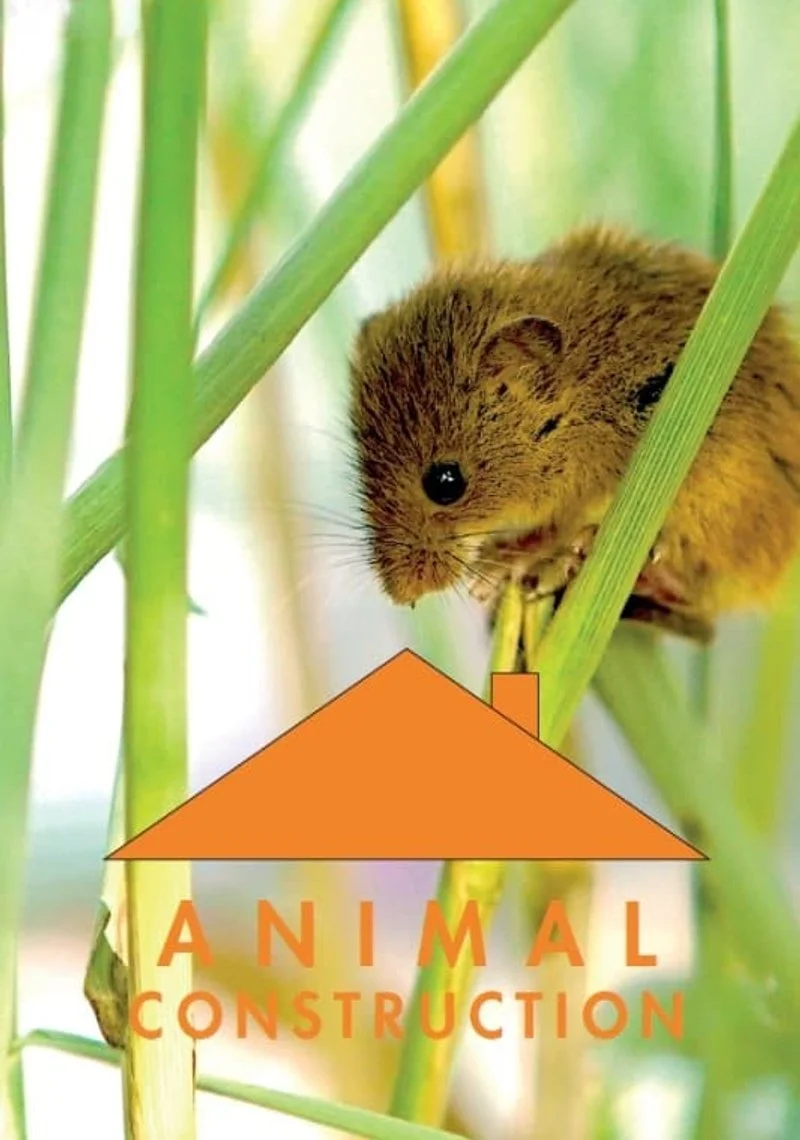 Affiche de Constructions animales