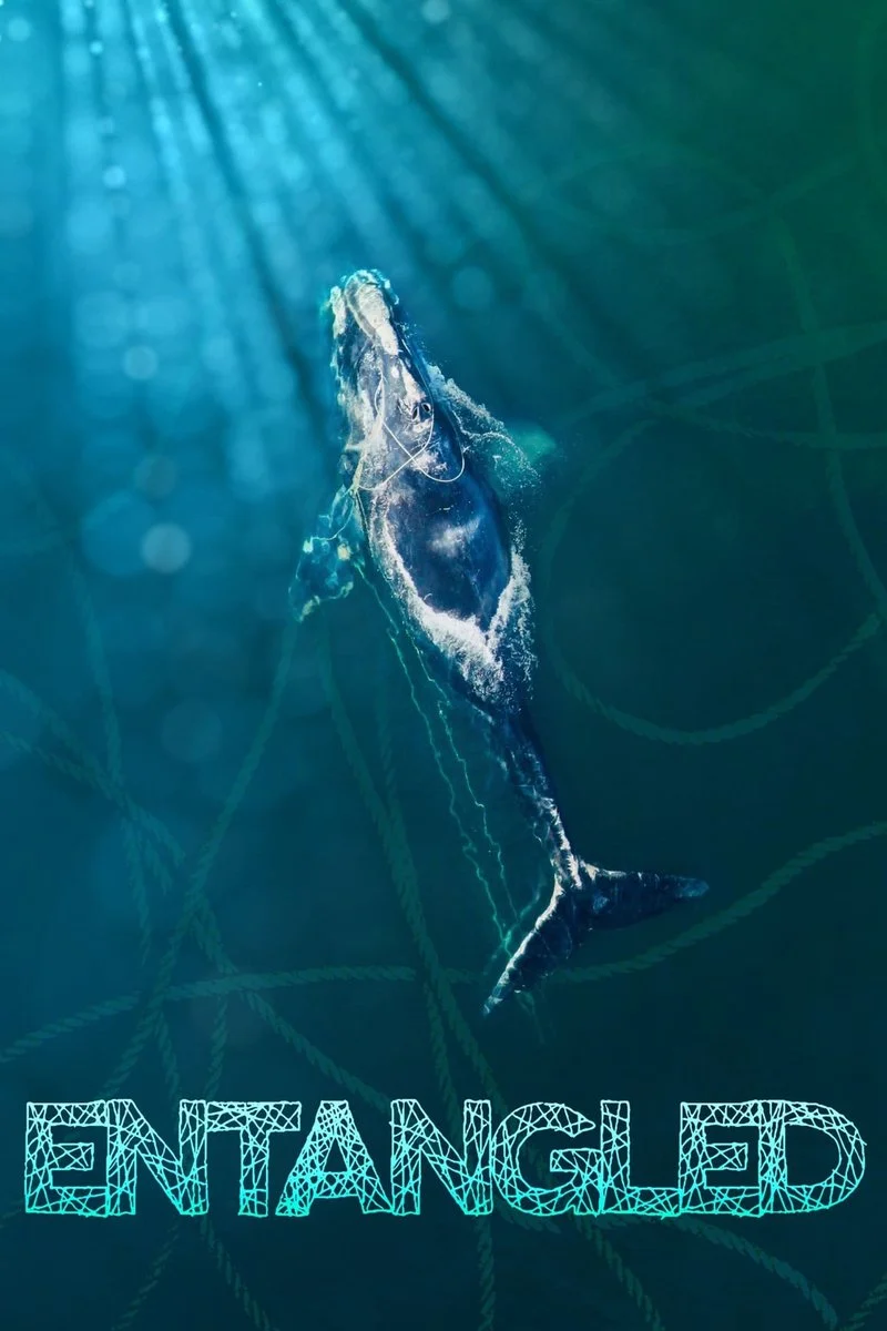 Affiche de Entangled